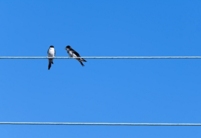 Requête du Pardon