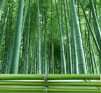 La Générescence Tige de Bambou