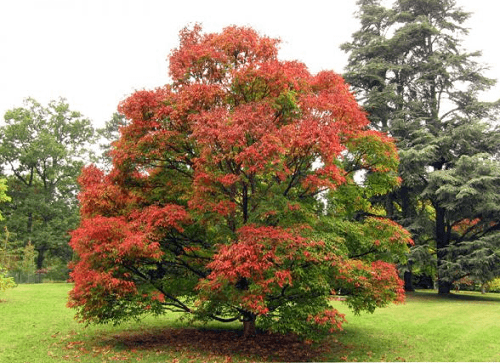 Arbre de Vie