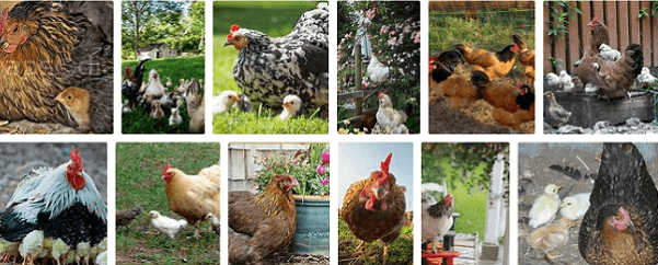 Basse-cour, Coqs, poules, poussins