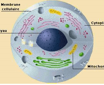 Cellule