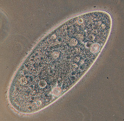 Paramécie, un être plat