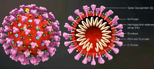 Un coronavirus