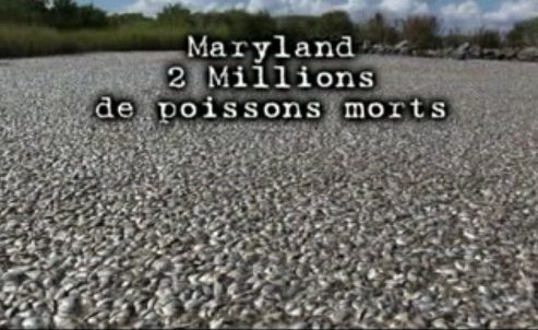 génocide de poissons au Marynland