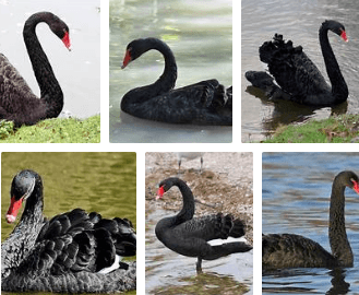Cygne Noir ou Black Swan