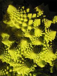 chou de romanesco et structure fractale