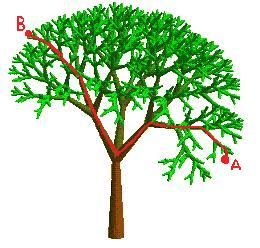 Arbre et structure fractale